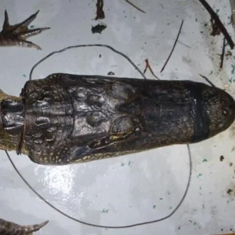thumbnail for publication: Have you seen a skinny alligator in south Florida?